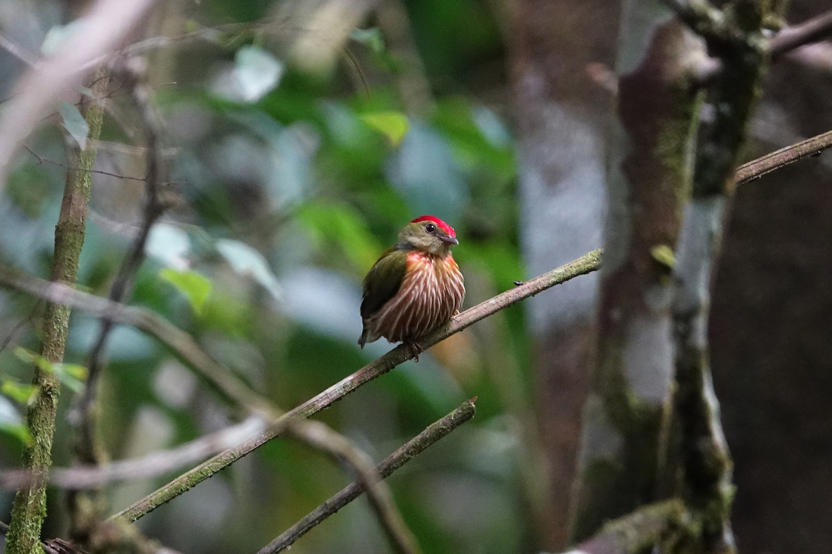 Striolated Manakin - ML512331851