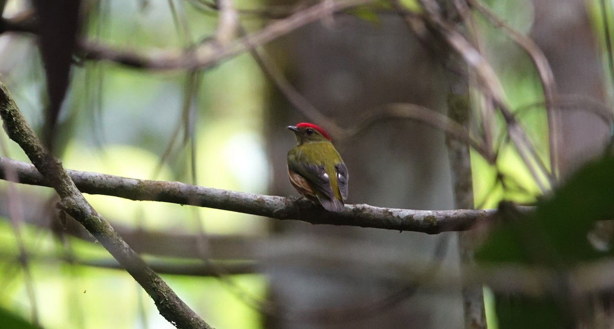 Striolated Manakin - ML512331921