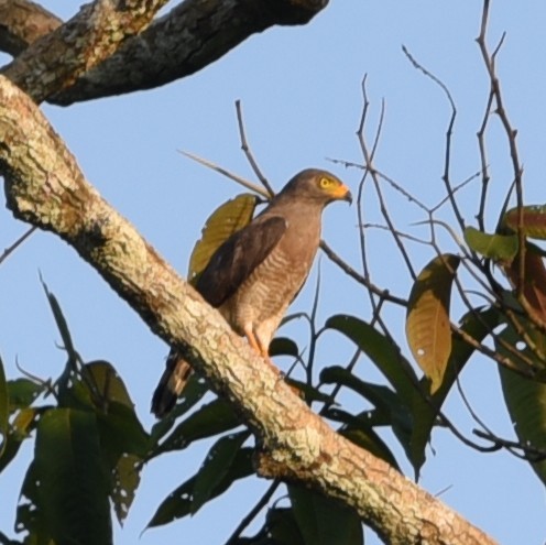 Roadside Hawk - ML512333011