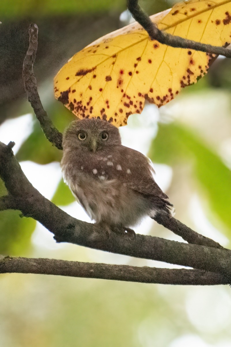 Ferruginous Pygmy-Owl - ML512333311