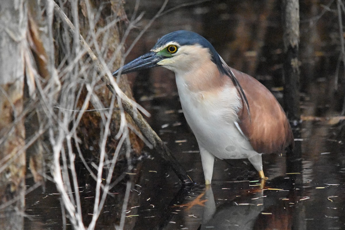 Nankeen Night Heron - Geoffrey Groom