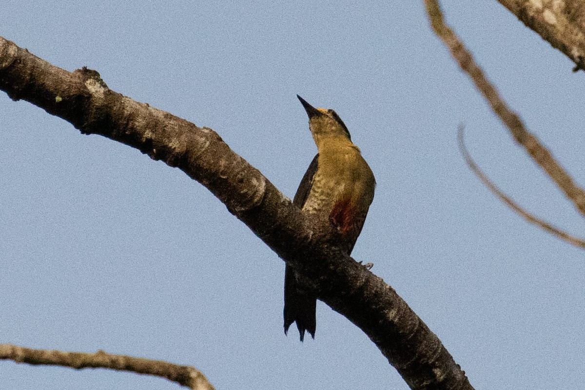 Golden-naped Woodpecker - Mollie Ficker