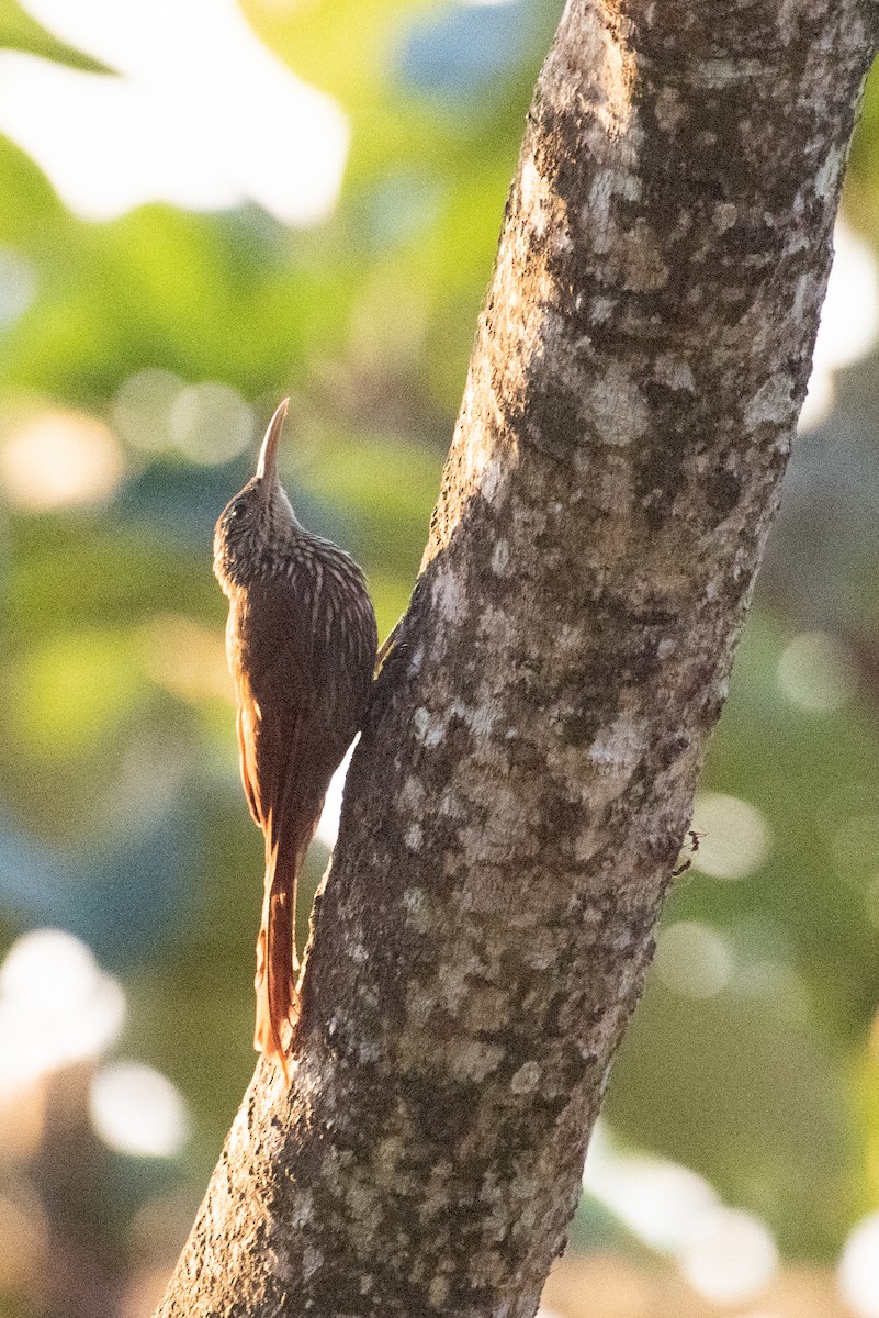 Streak-headed Woodcreeper - ML512335091