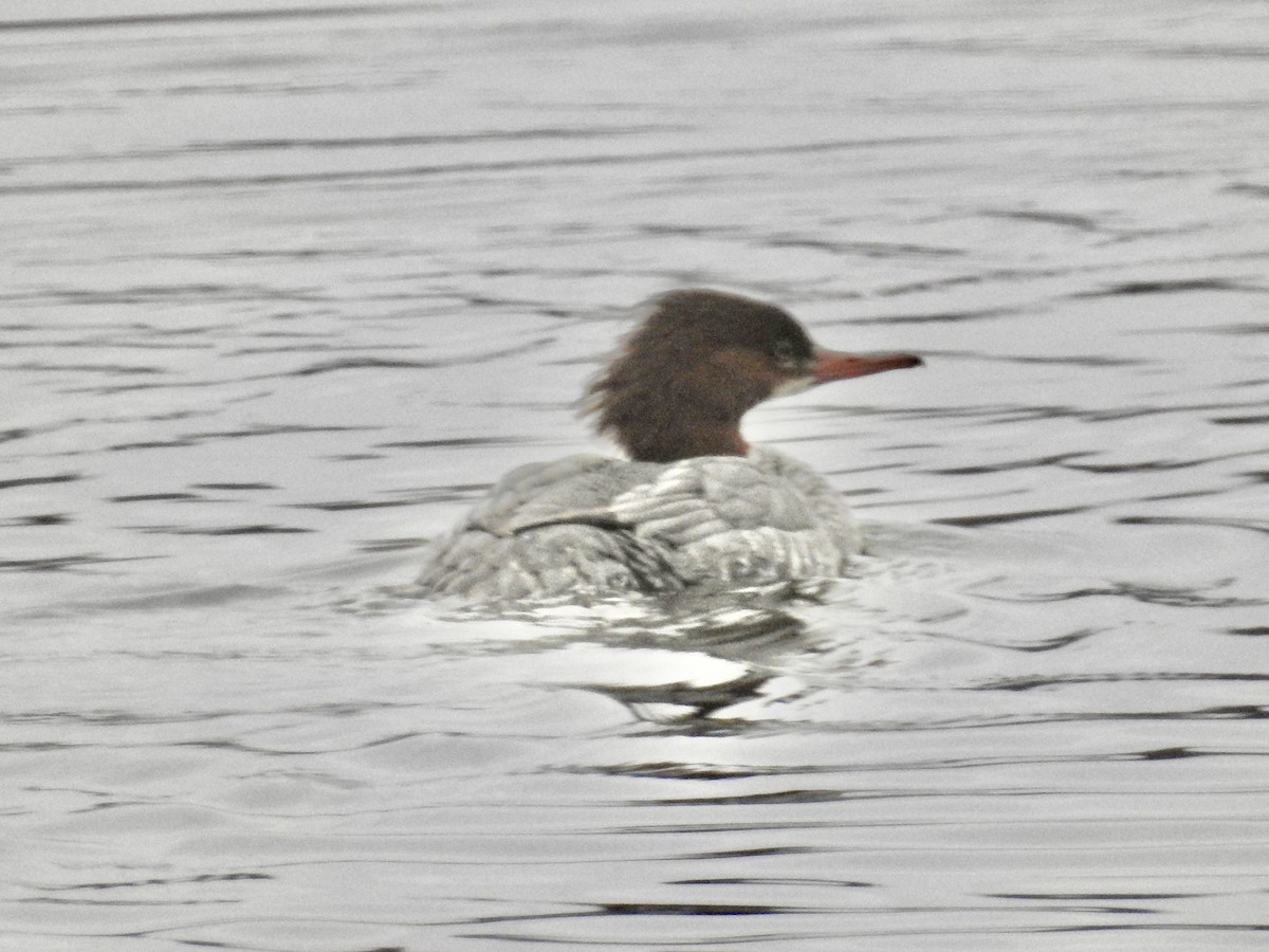 Common Merganser - ML512335221