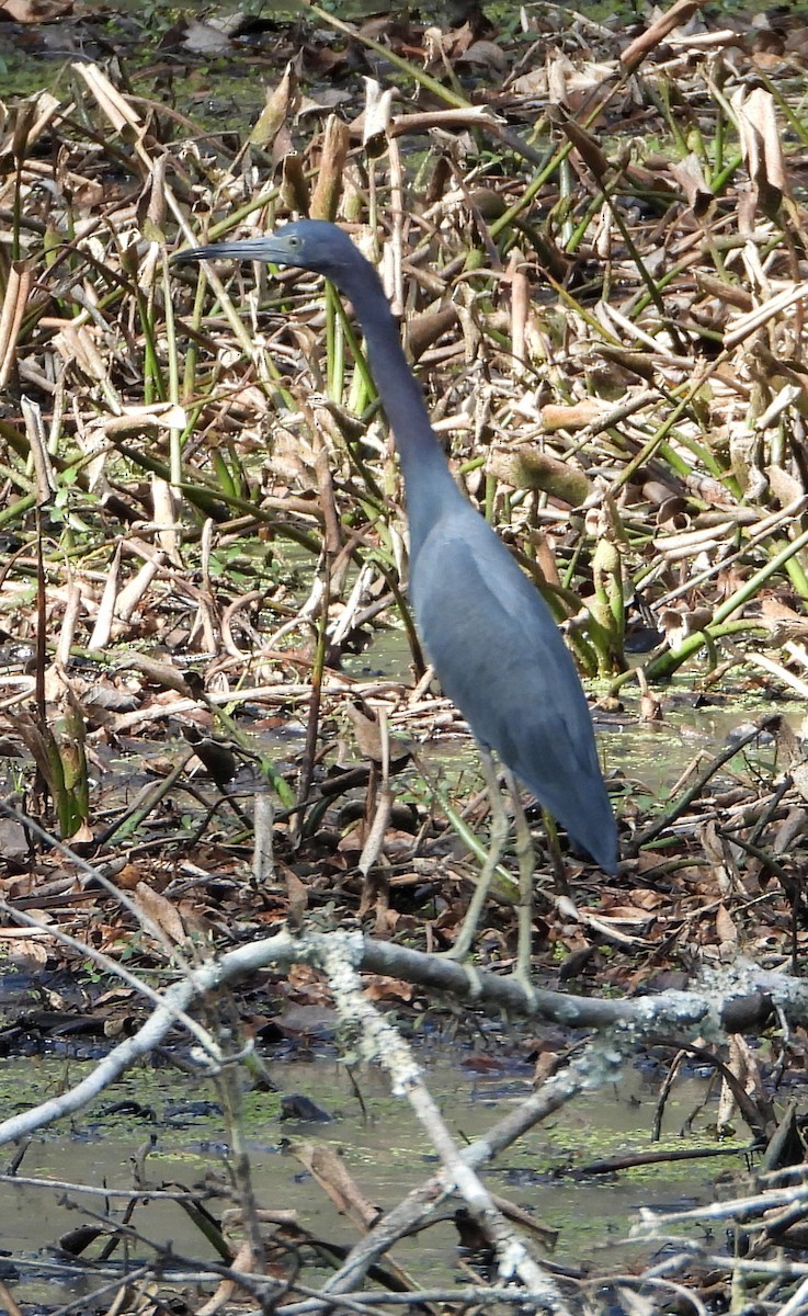 Little Blue Heron - ML512335311