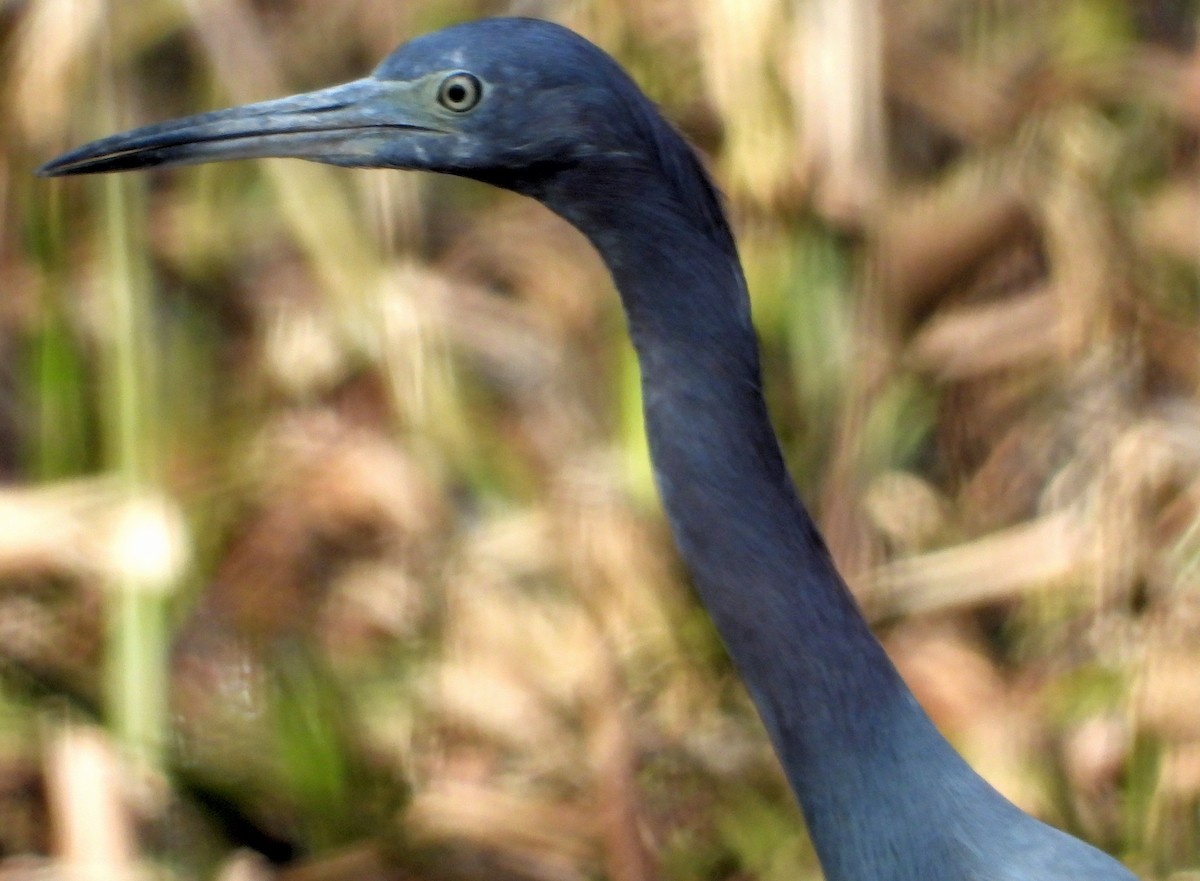 Little Blue Heron - ML512335401