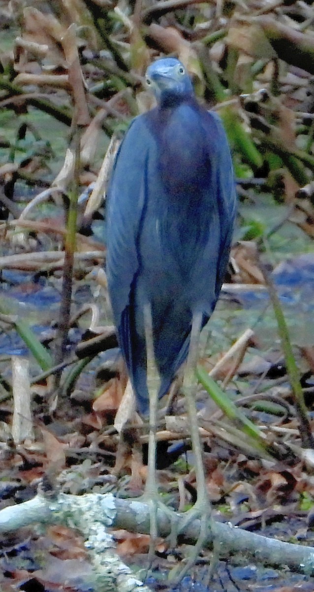 Little Blue Heron - ML512335451