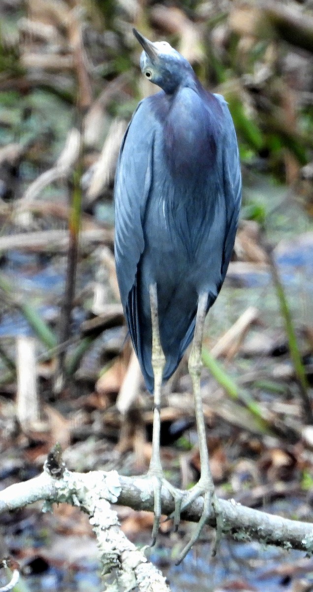 Little Blue Heron - ML512335481