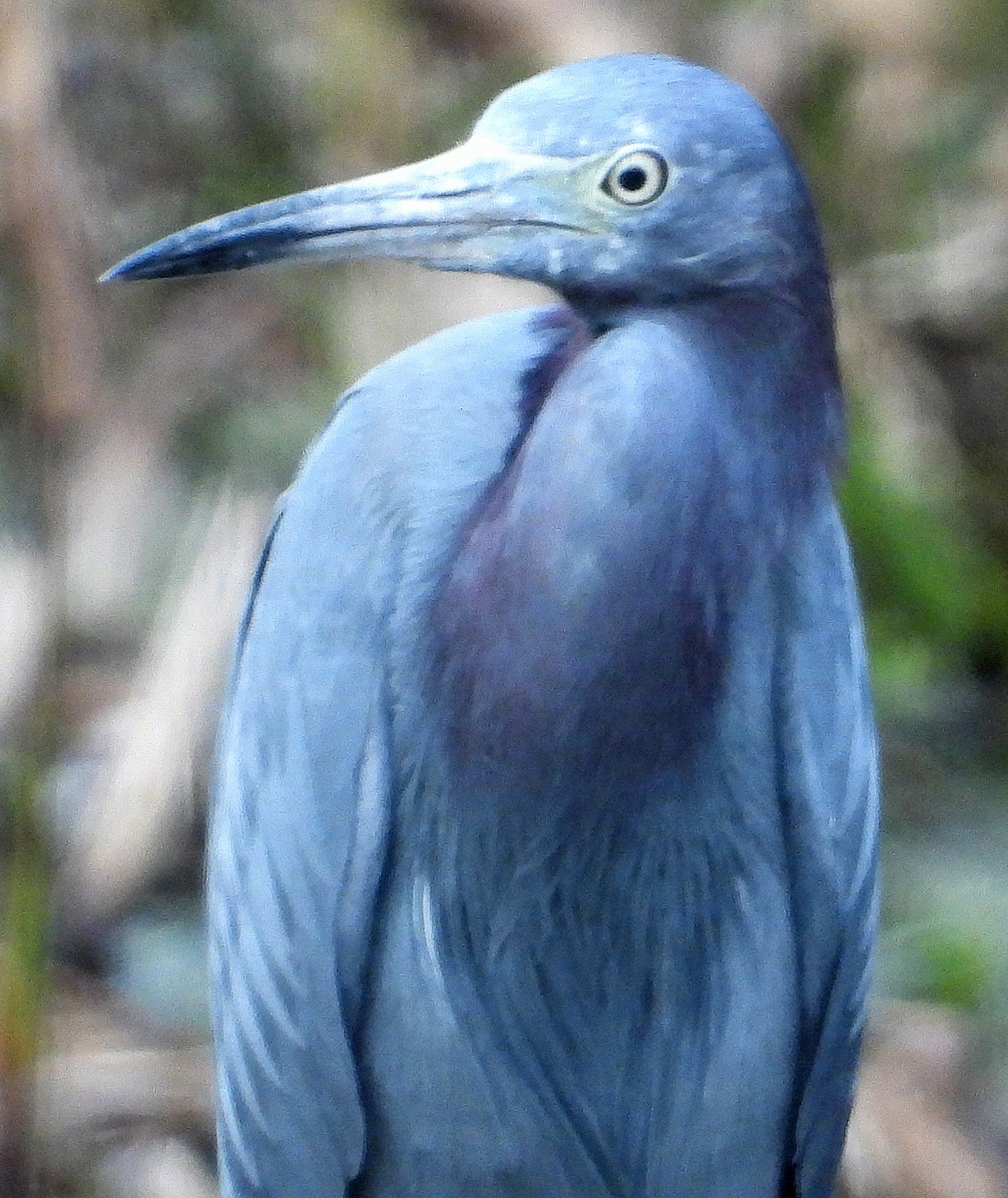 Aigrette bleue - ML512335501