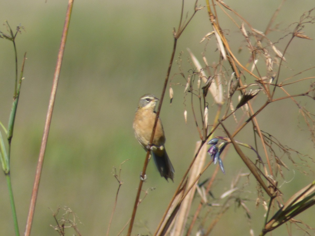 Long-tailed Reed Finch - ML51233671