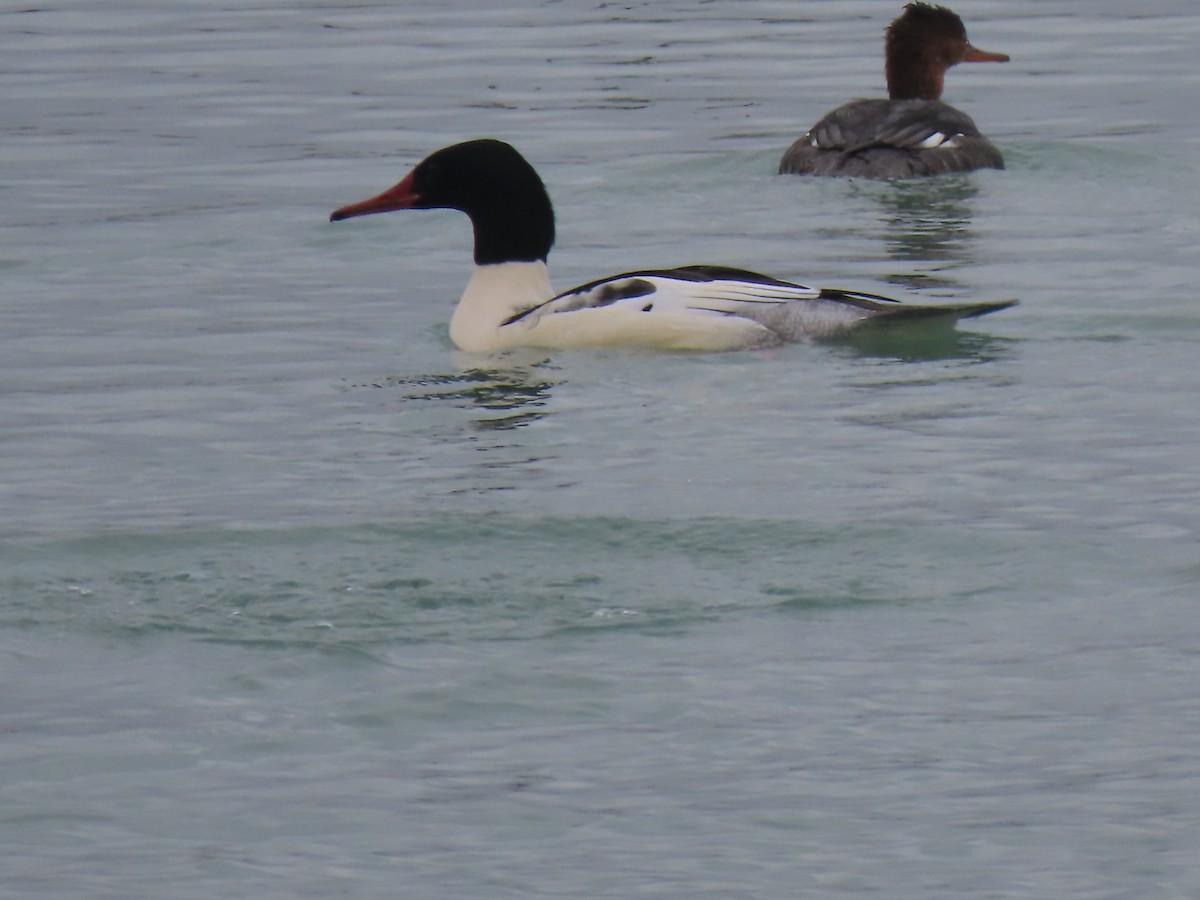 Common Merganser - ML512337731