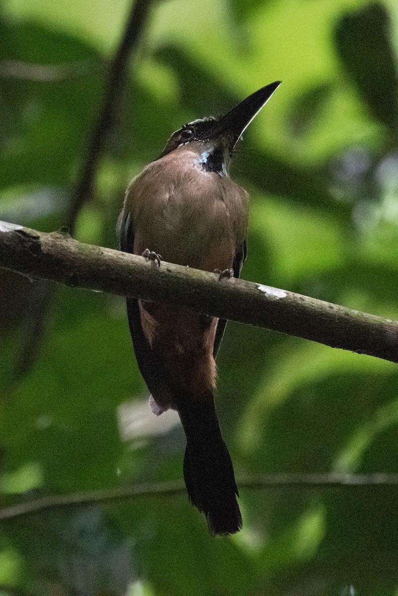 Motmot à sourcils bleus - ML512338311