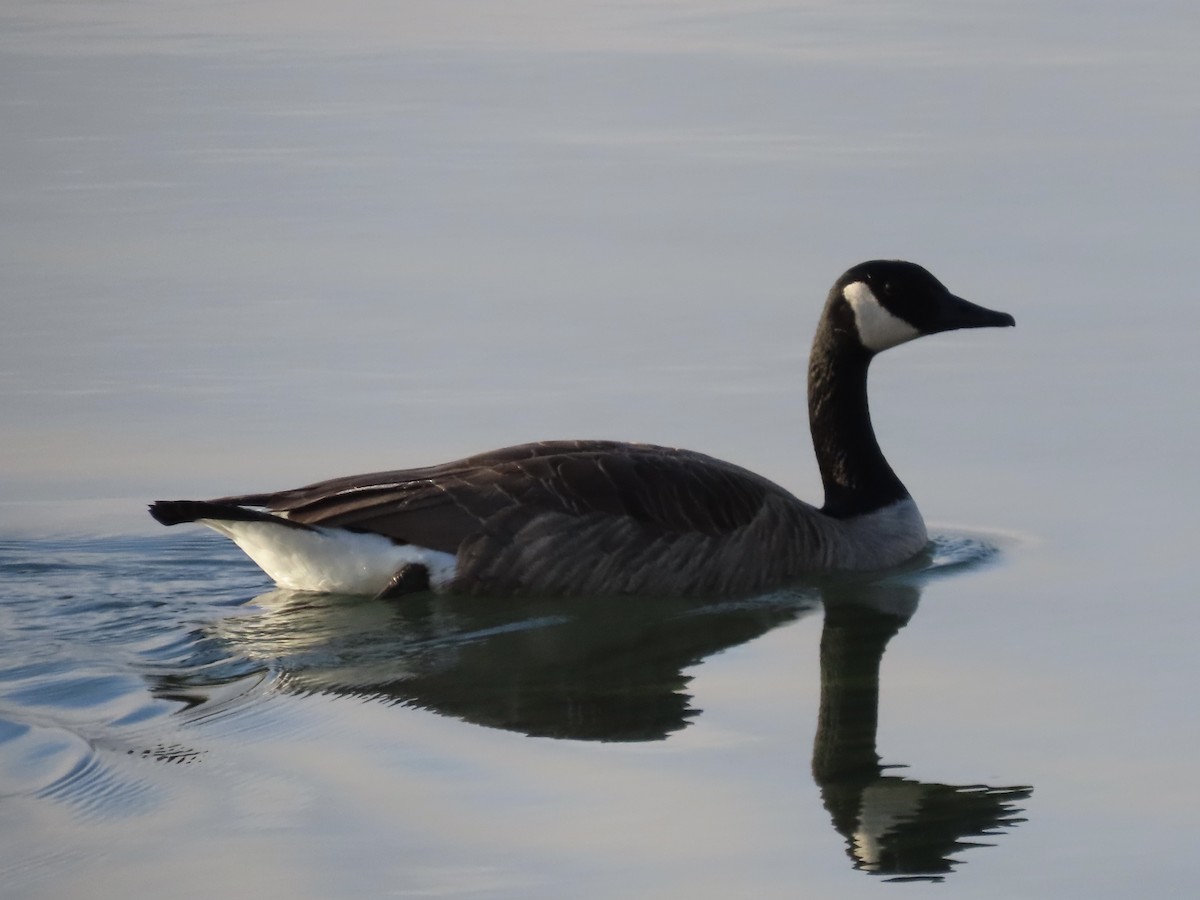 Canada Goose - ML512339101