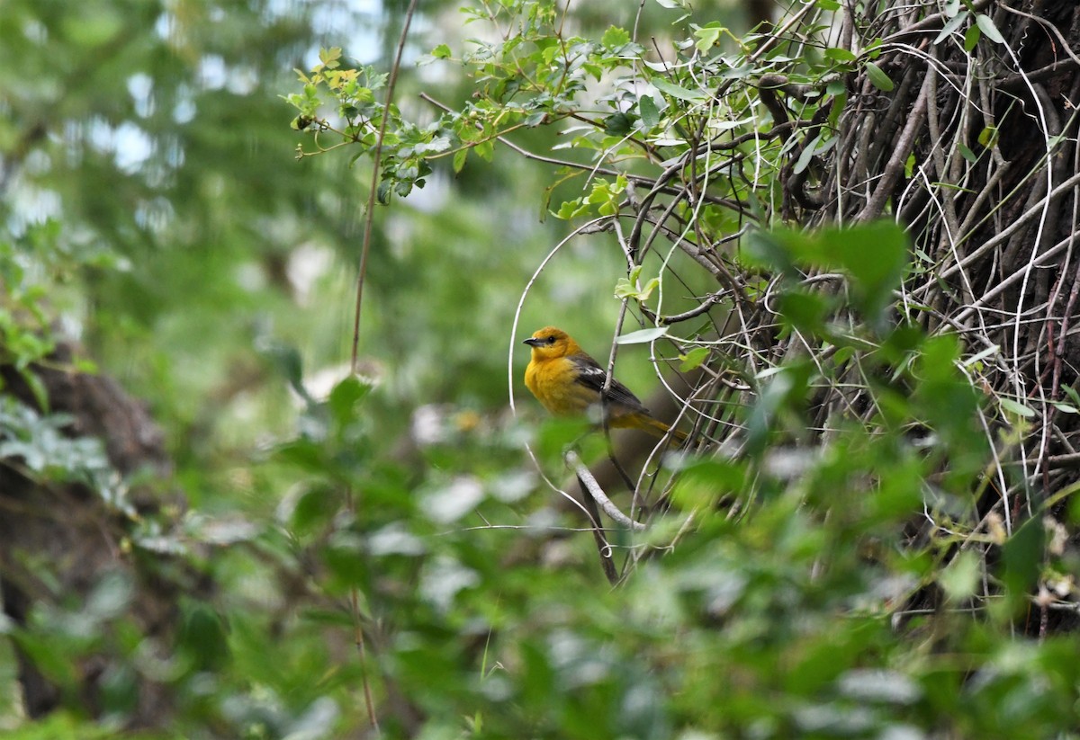 Hooded Oriole - ML512339141