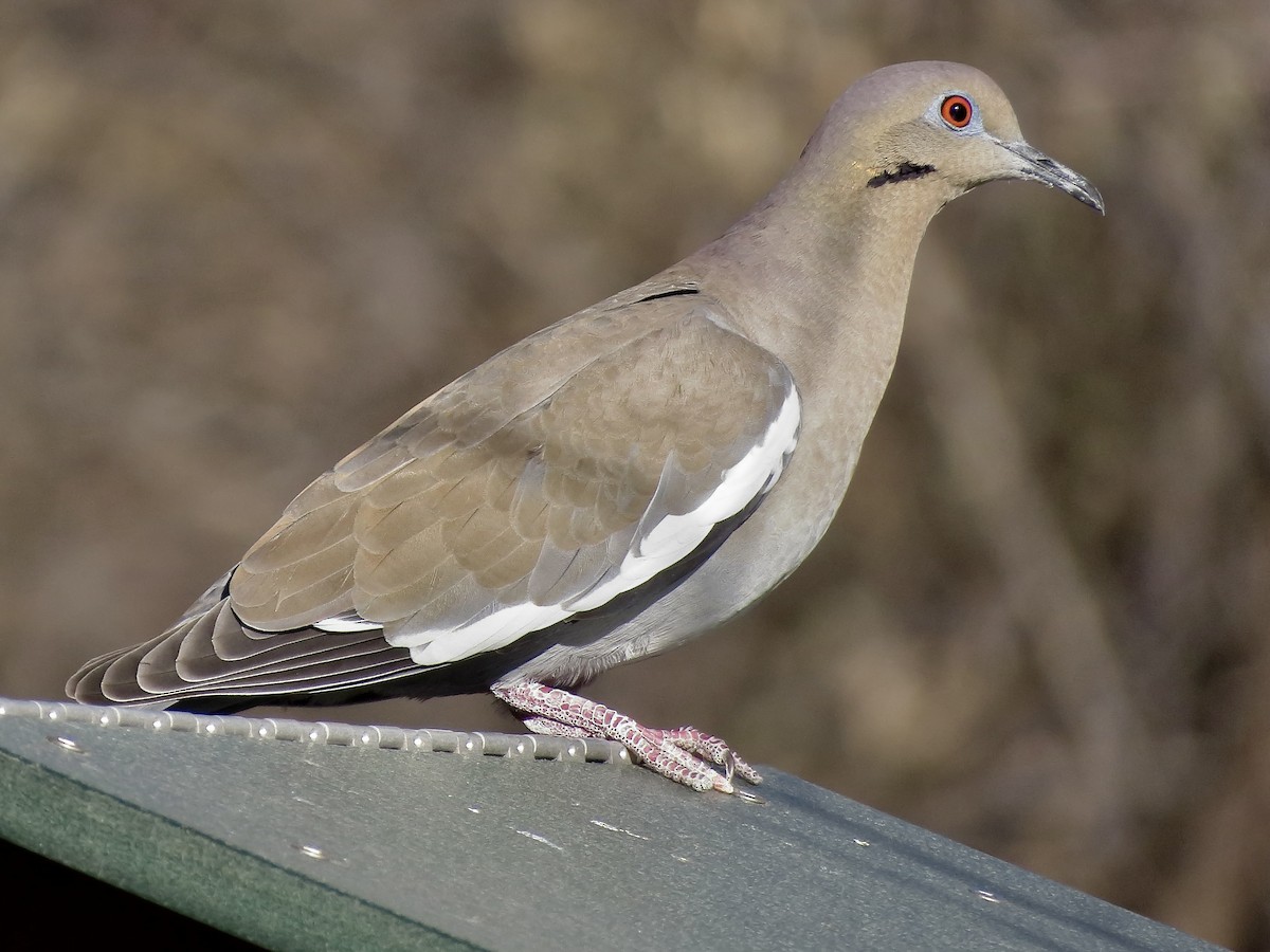 White-winged Dove - Brandt Magic