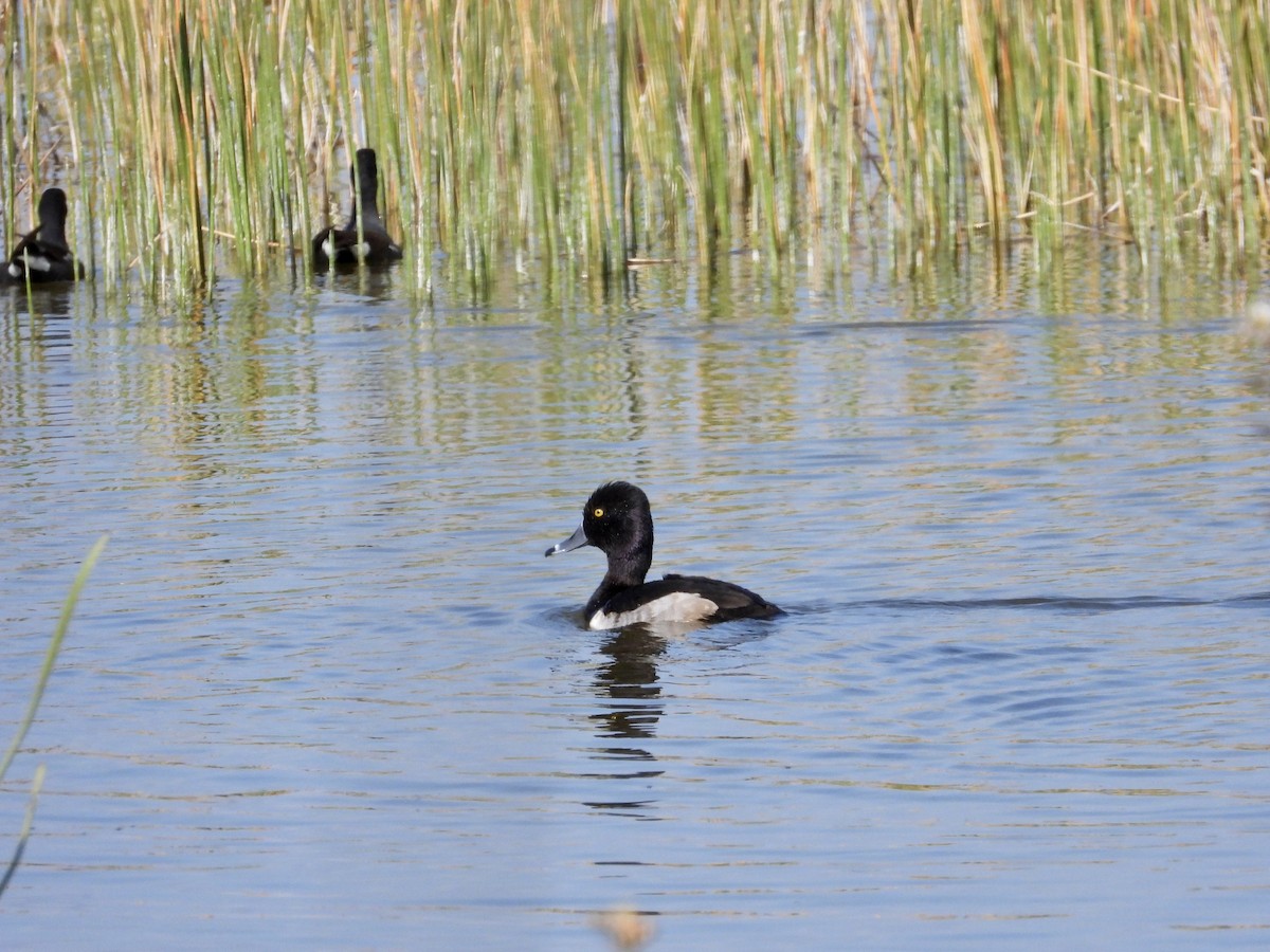 Ring-necked Duck - Andrea Diamond