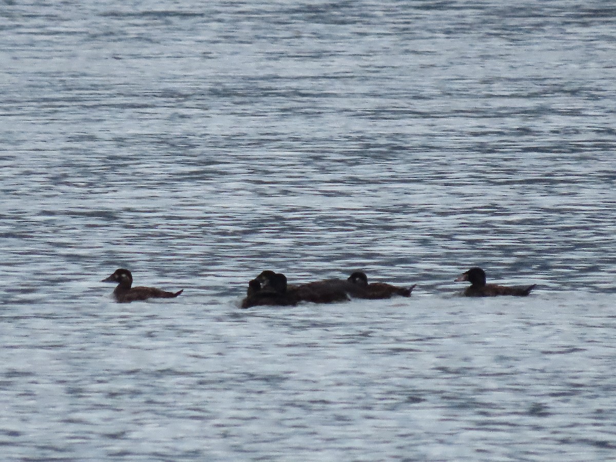 Surf Scoter - ML512346571
