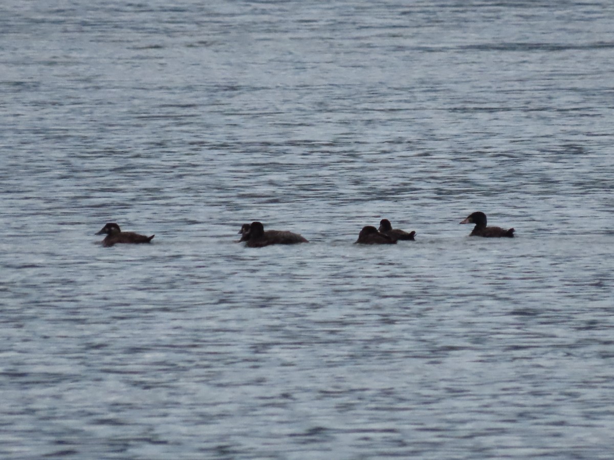 Surf Scoter - ML512346661