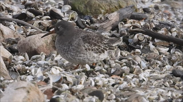 Purple Sandpiper - ML512347461