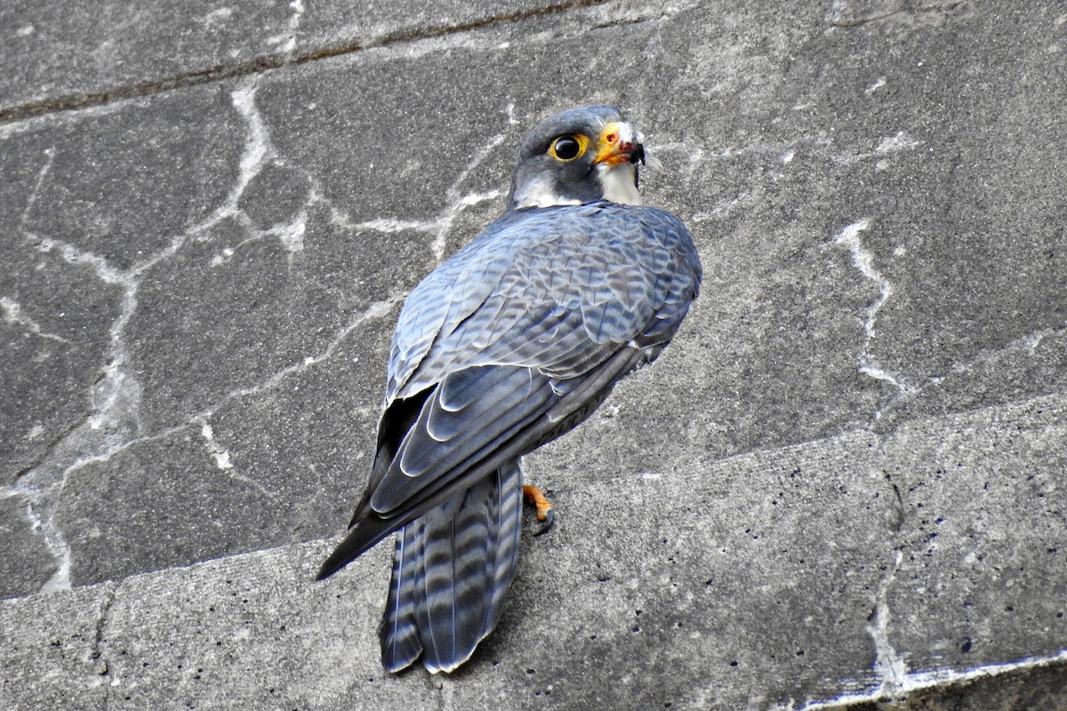 Peregrine Falcon - Marcelo Cuadrado