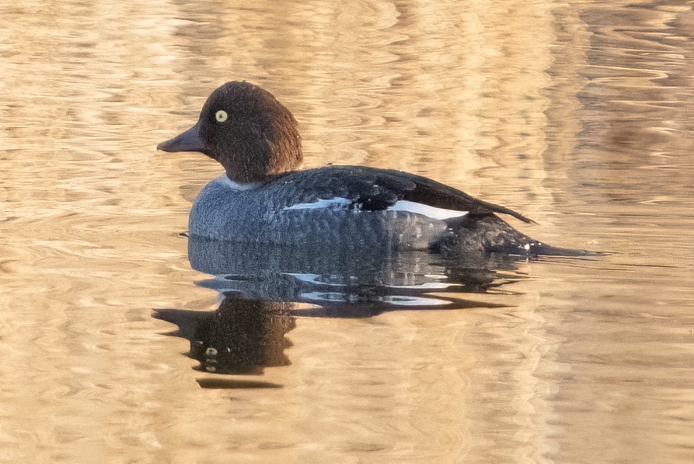 Common Goldeneye - ML512347841