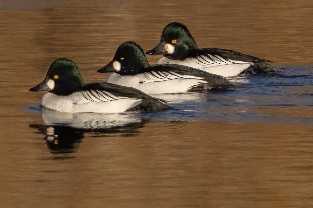 Common Goldeneye - John Salisbury