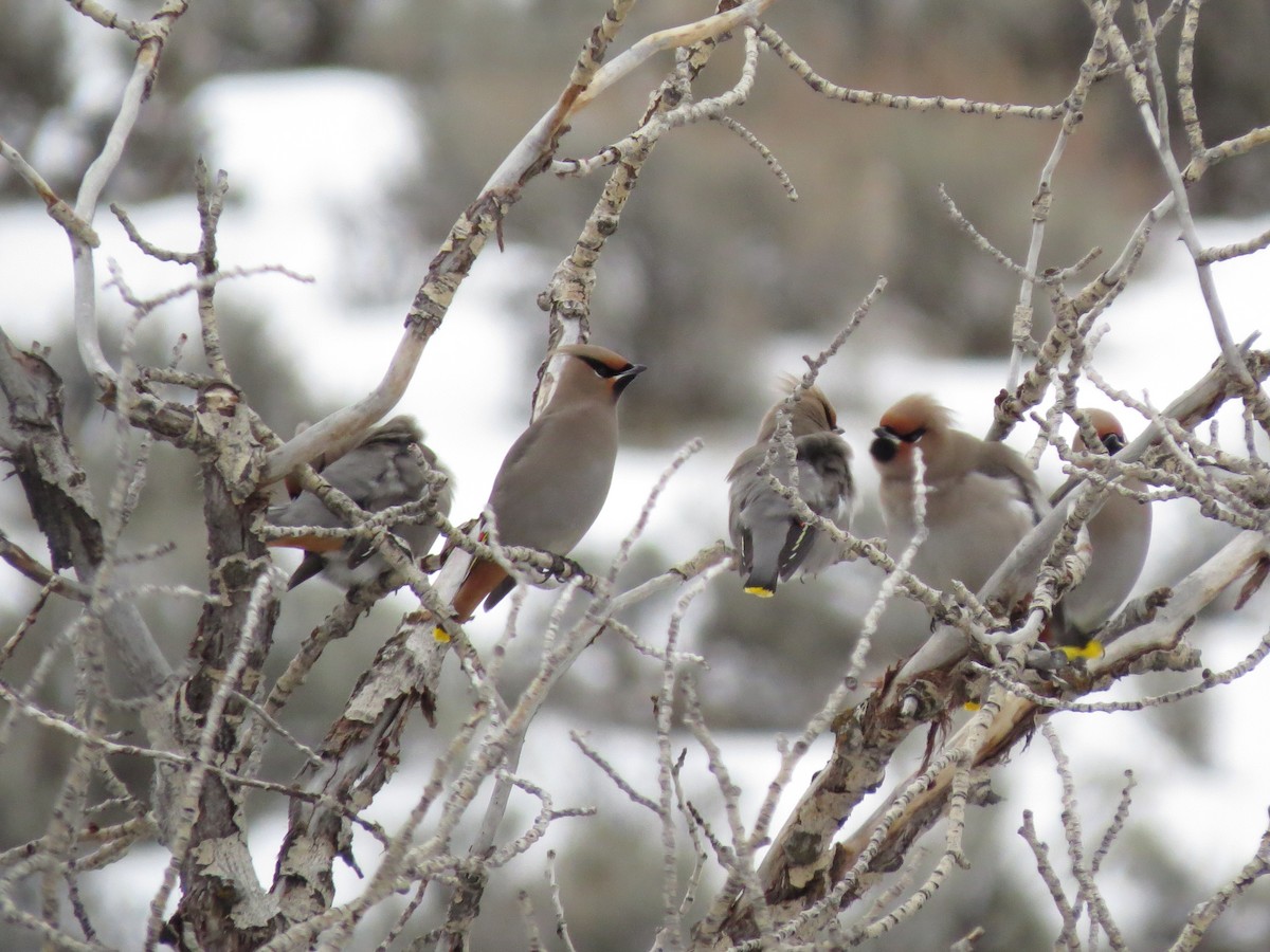 Bohemian Waxwing - ML512347911