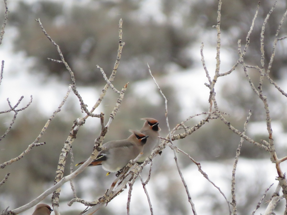 Bohemian Waxwing - ML512348091