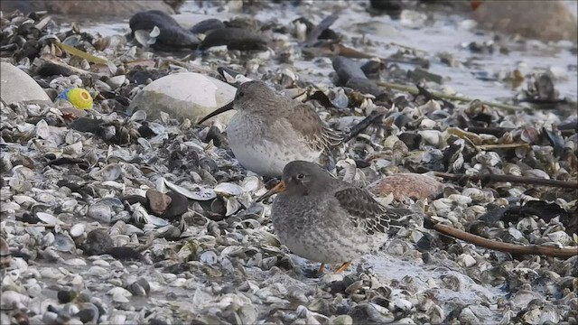 Purple Sandpiper - ML512348981