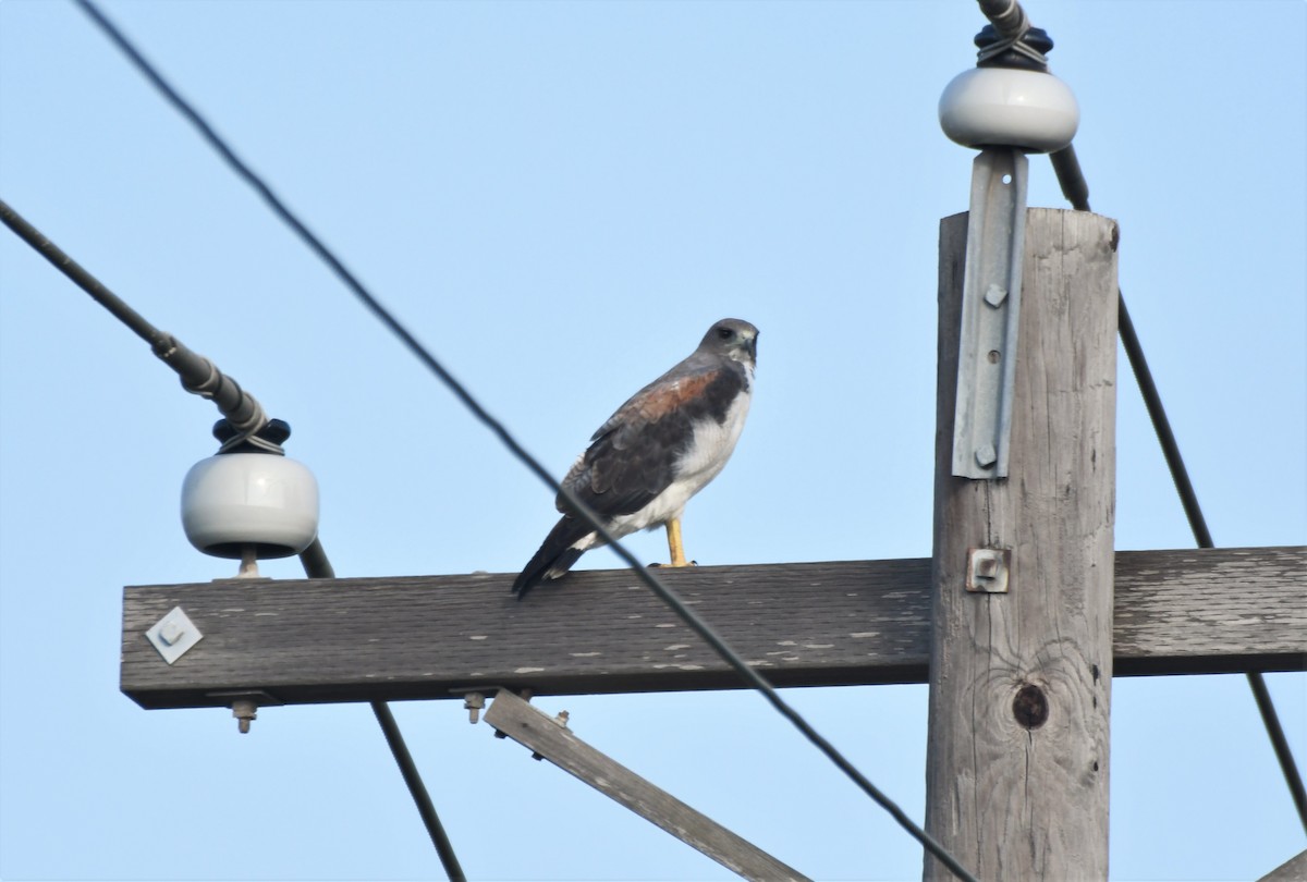 White-tailed Hawk - ML512349061