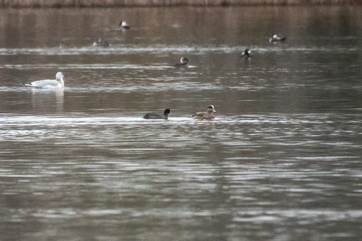 American Wigeon - Chris Thomas