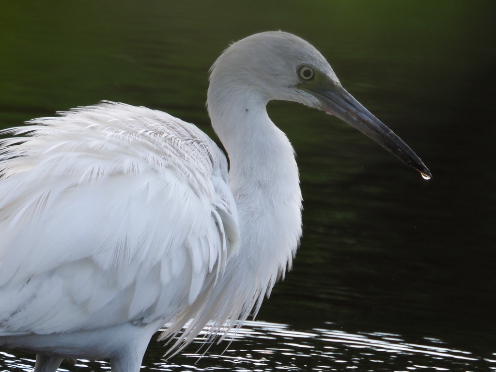 Little Blue Heron - ML512353811