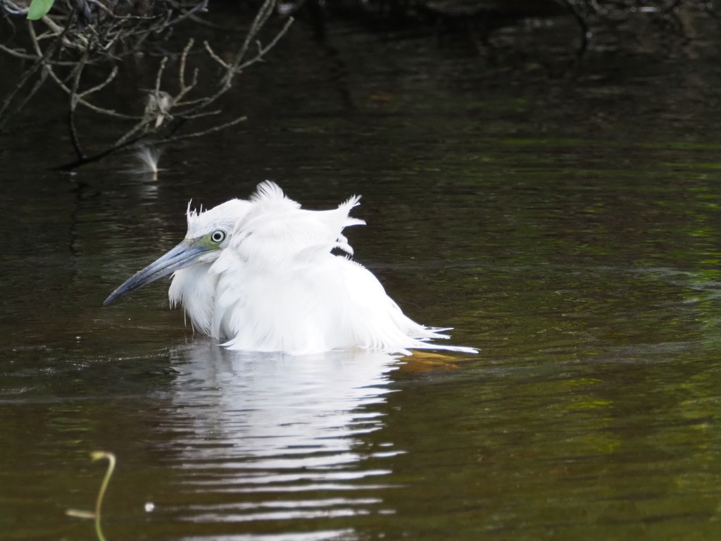 Little Blue Heron - ML512354261