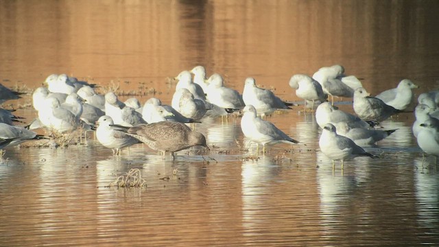 Gaviota Californiana - ML512354981