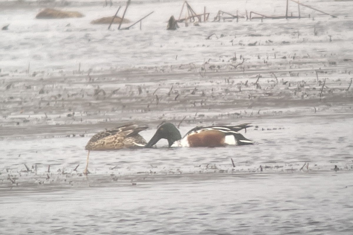 Northern Shoveler - ML512356621