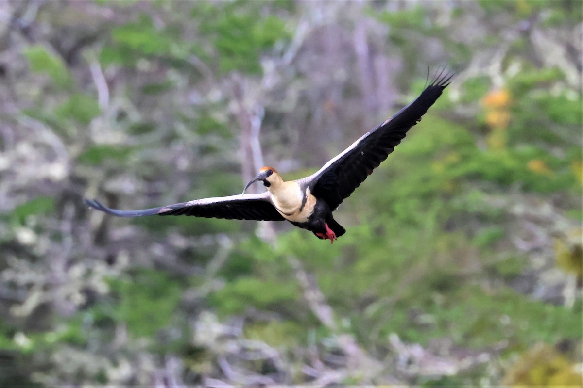 patagoniaibis - ML512357691