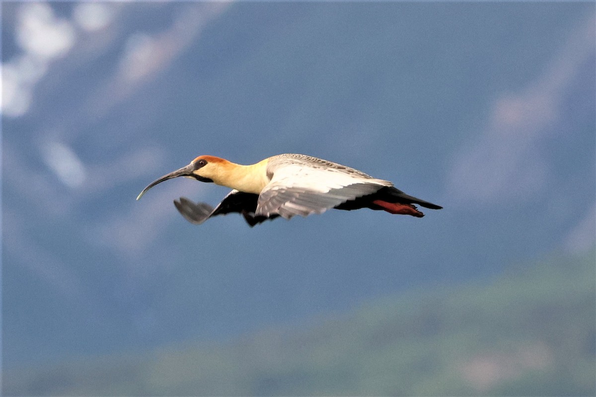 ibis laločnatý - ML512357721