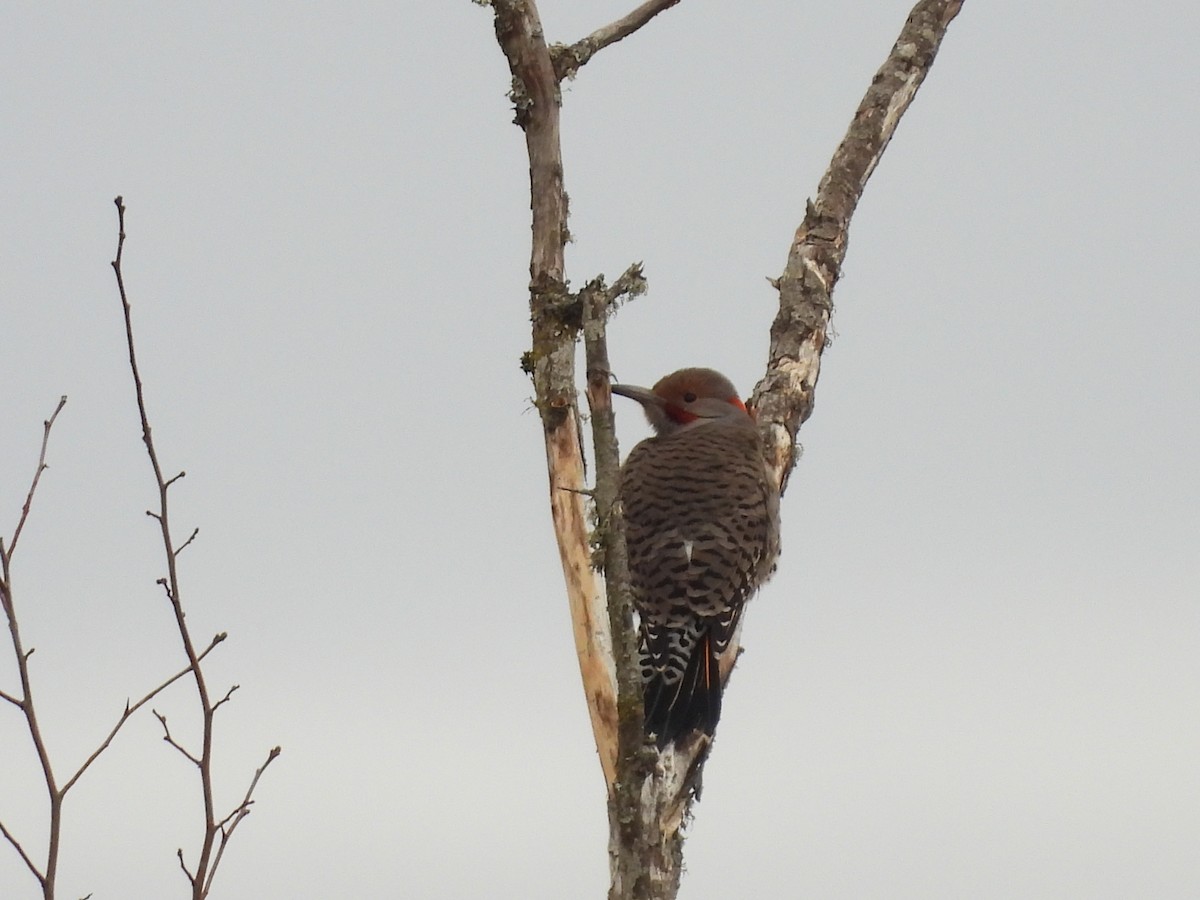 Northern Flicker (Yellow-shafted x Red-shafted) - ML512358371