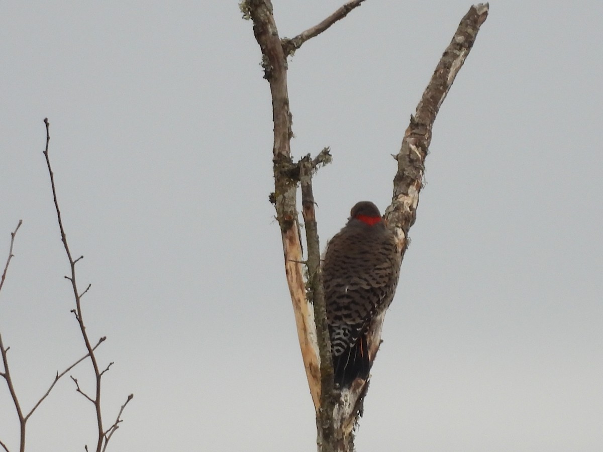 Northern Flicker (Yellow-shafted x Red-shafted) - ML512358661
