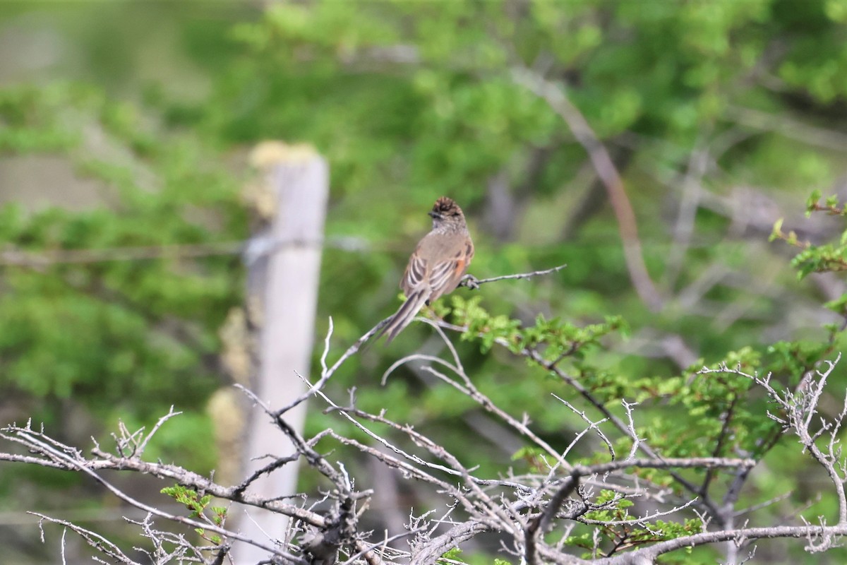 Plain-mantled Tit-Spinetail (pallida) - ML512359591