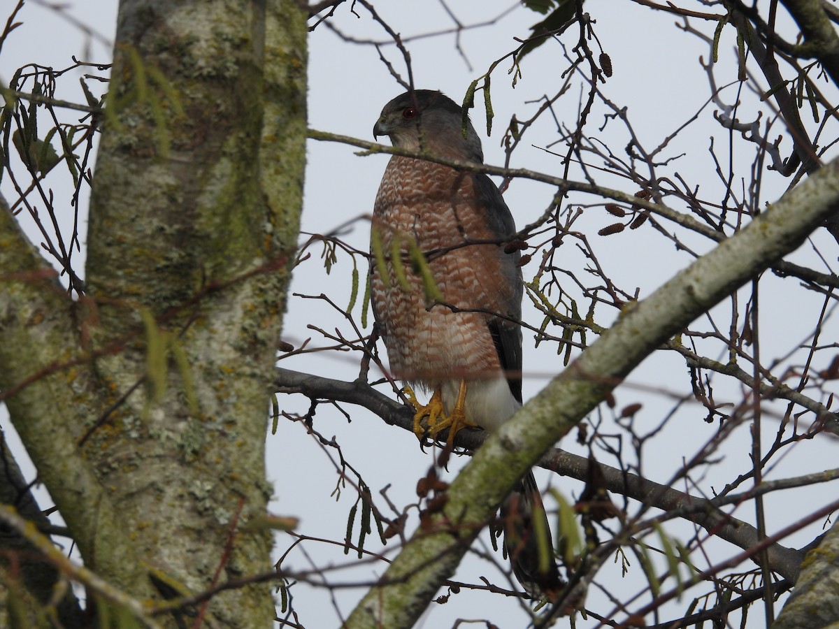 Cooper's Hawk - ML512361421