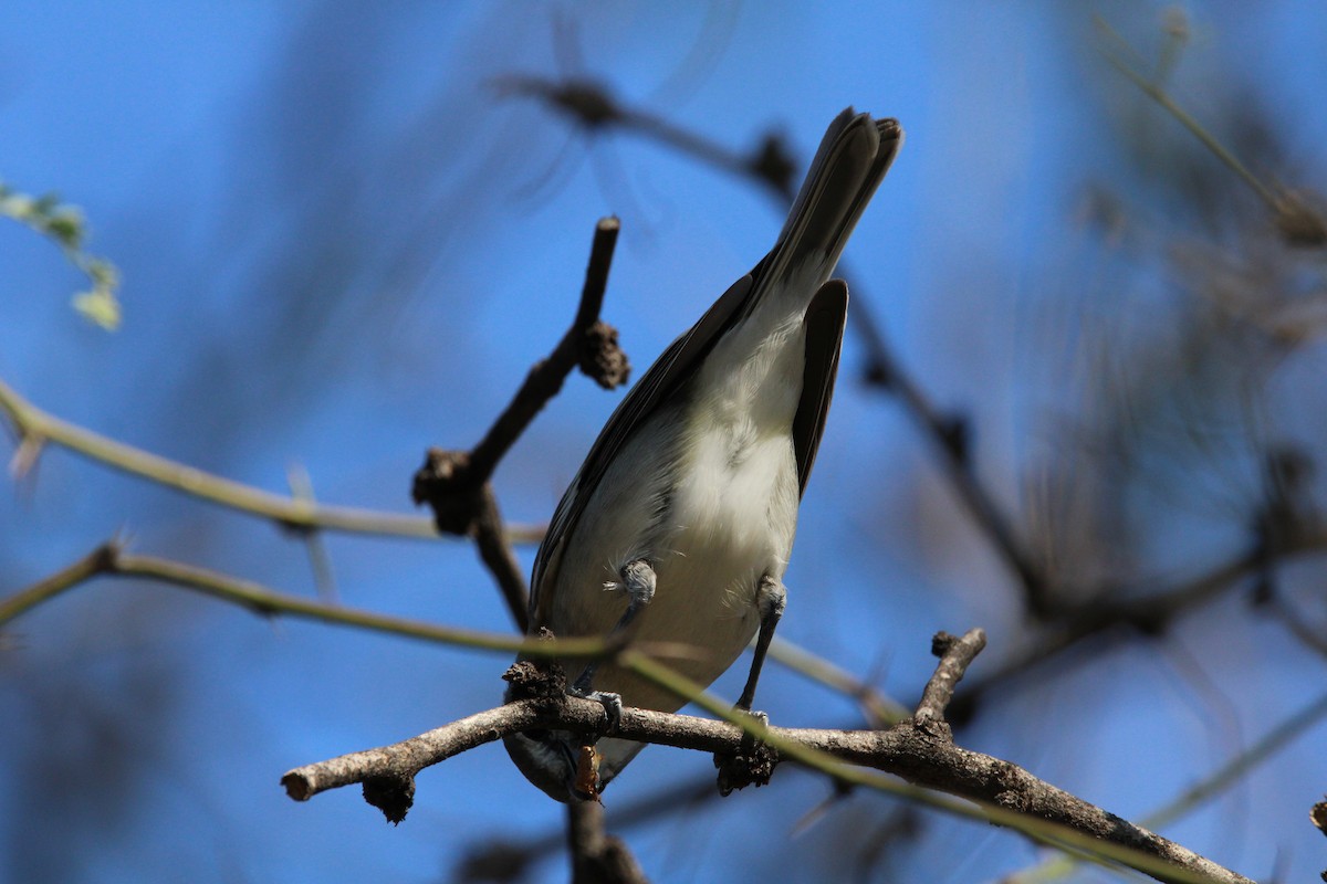 Plumbeous Vireo - ML512362911