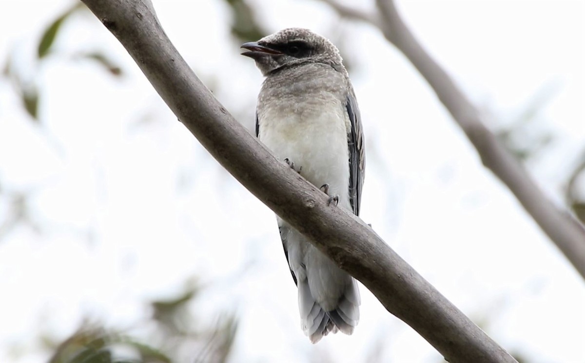 Black-faced Cuckooshrike - ML512366471