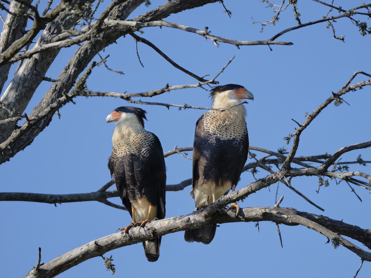 Crested Caracara - Darrin H