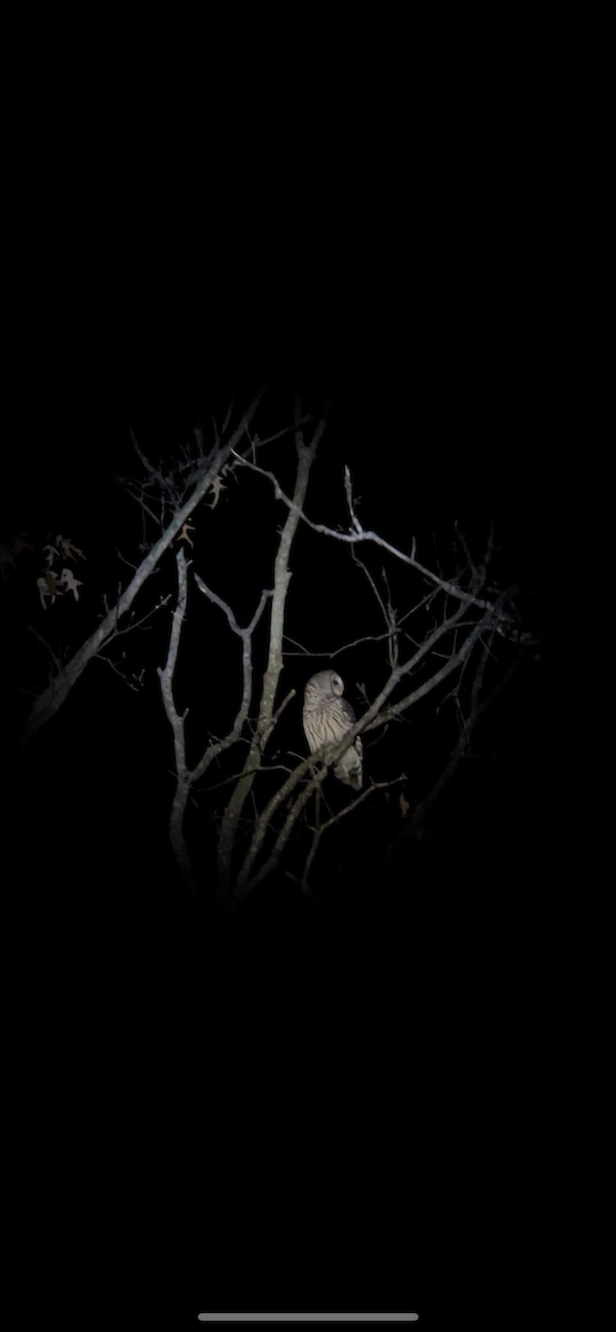 Barred Owl - ML512369961