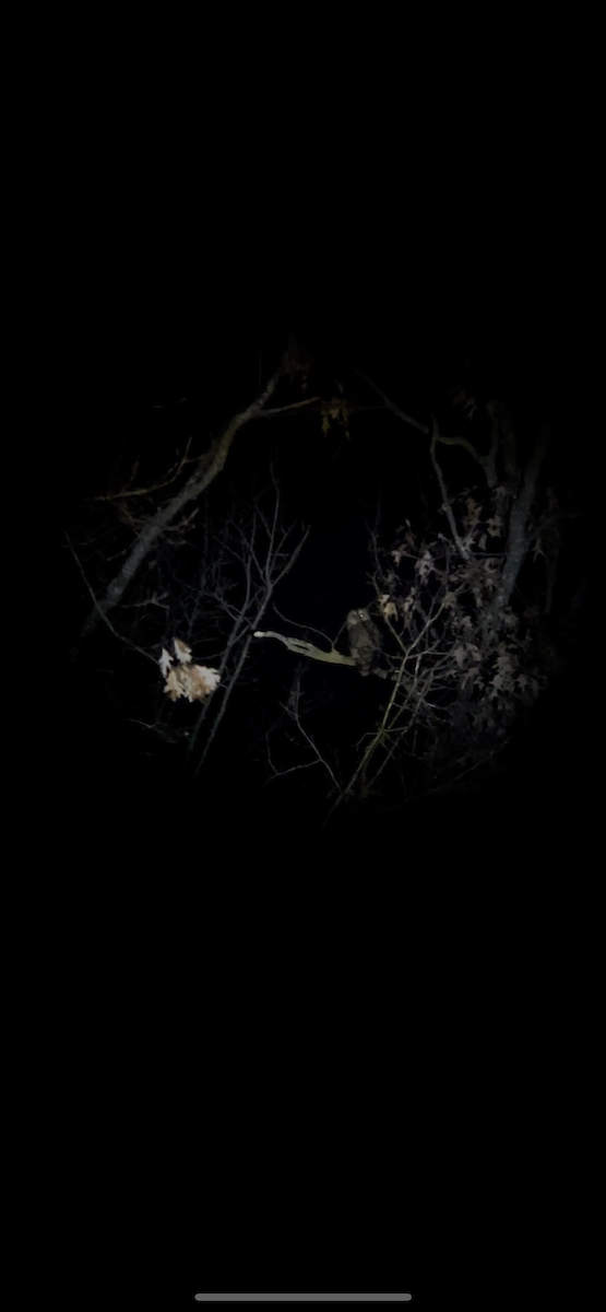 Barred Owl - ML512369971