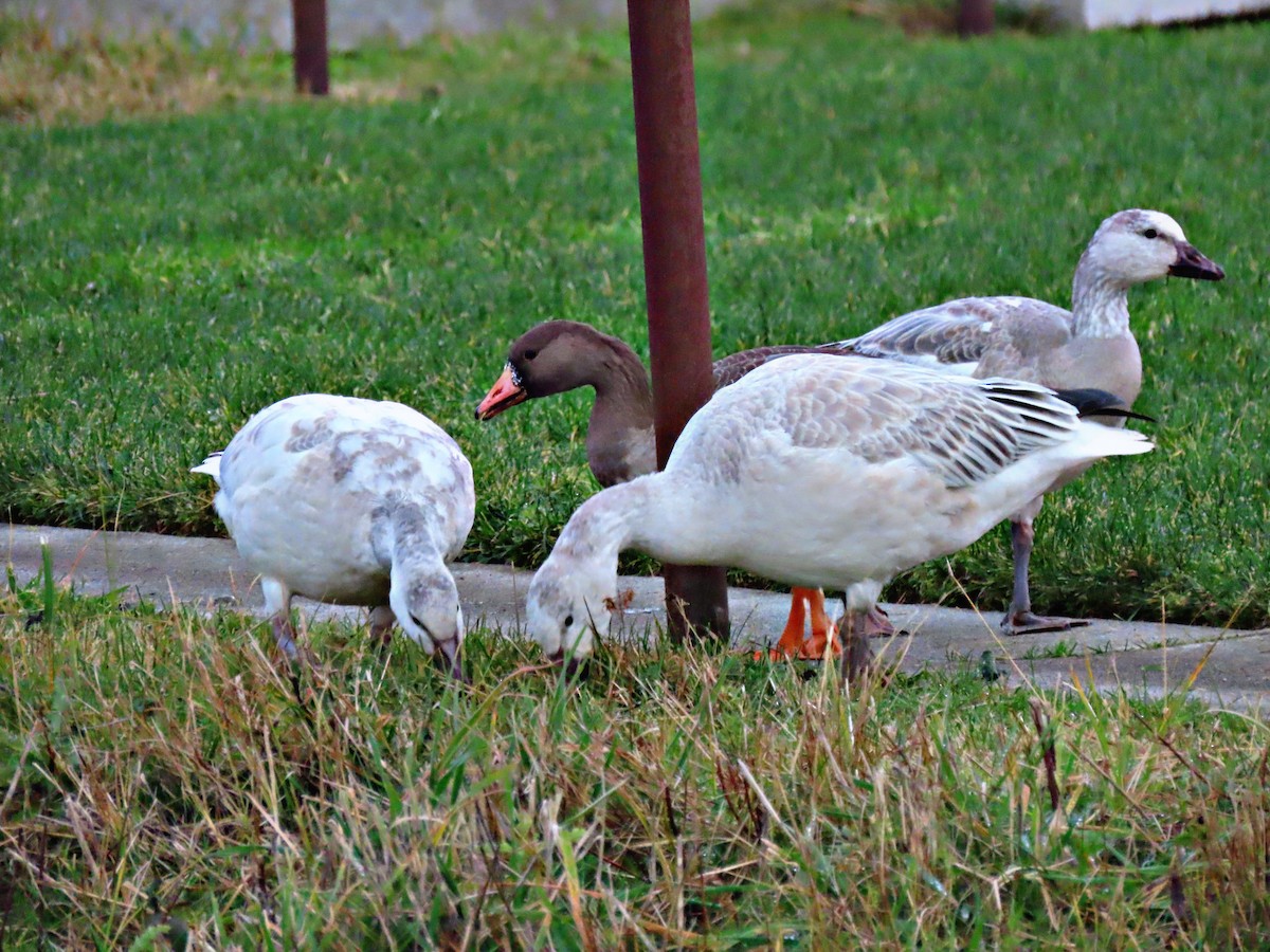 Snow Goose - Brandon Lloyd