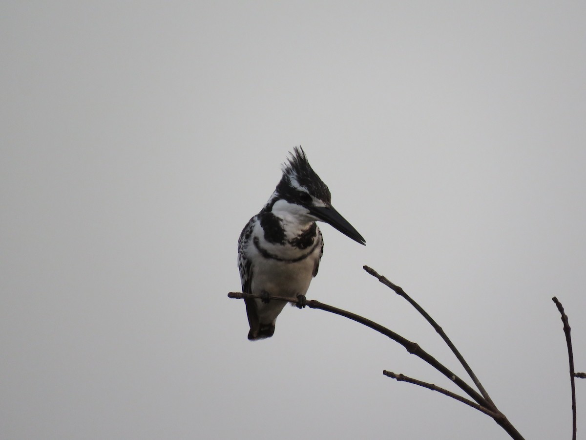 Pied Kingfisher - ML51237441