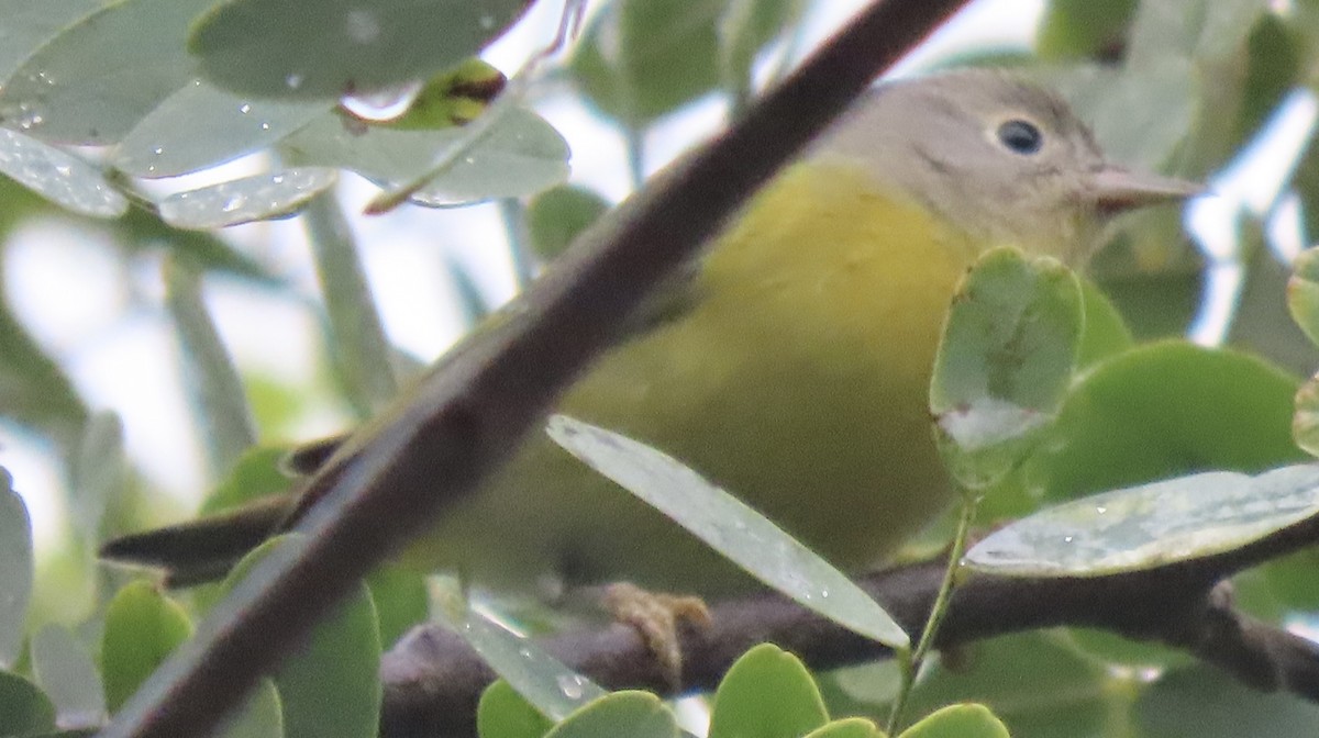 Nashville Warbler - ML512374871