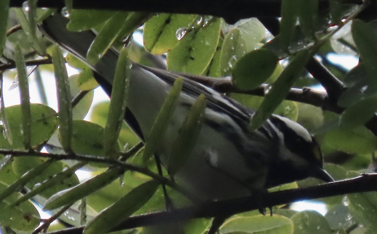 Black-throated Gray Warbler - ML512374911